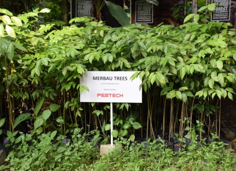 Donation of 100 Merbau Trees to MNS 
