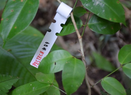 100 Merbau Trees were planted by PESTECH to preserve Bukit Persekutuan