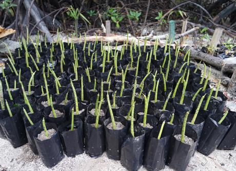 Beach Cleaning & Seed Harvesting in Bagan Lalang
